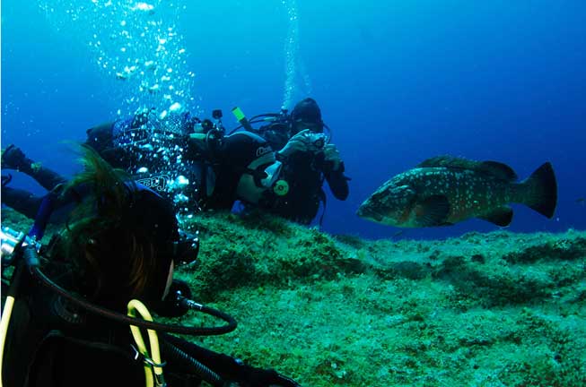 Plongée La Masia l'Estartit, Illes Medes et  la côte du Parc Naturel du Montgrí